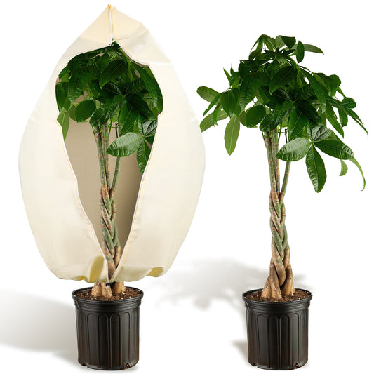 SWANEW Winterschutz für Pflanzen 100g/㎡, mit Reißverschluss & Kordelzug, Frostschutz für Kübelpflanzen Überwinterung und Obstbaum