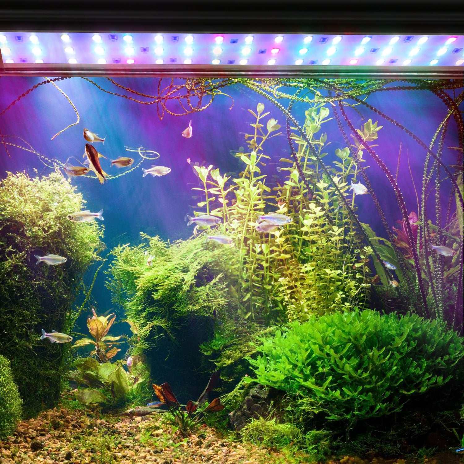 SWANEW Aquarium LED Beleuchtung RGB Spectrum, Aquarienbeleuchtung Dimmbare, Aquarium Lampe mit ausziehbarer Halterung, Aquariumleuchte