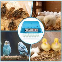 SWANEW 36 Eier Brutmaschine Vollautomatisch, Brutautomat Vollautomatisch Hühner mit Feuchtigkeitsüberwachung und Automatischer Eierrotation